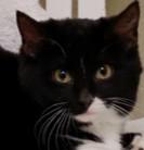 Dakota, a Adoptable mixed breed in Verona, WI image 2/2