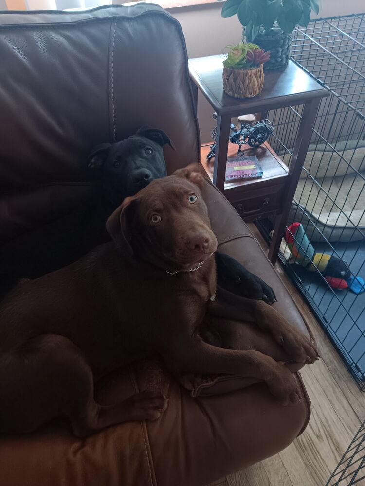 Bruce, a Adoptable mixed breed in Clinton Township, MI image 1/5