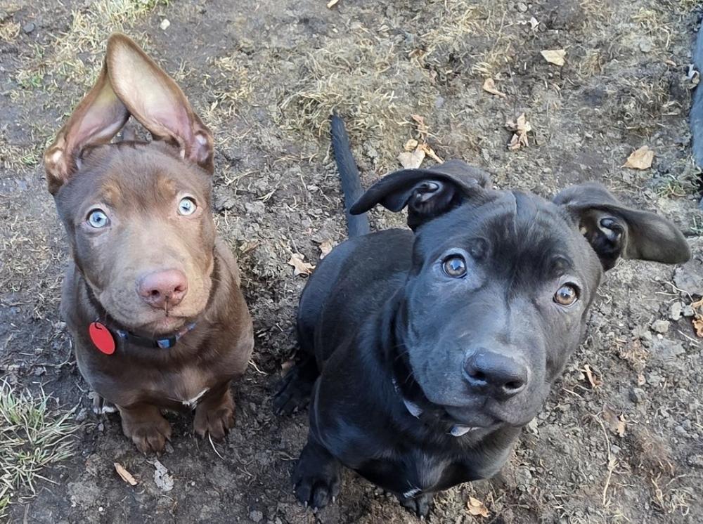 Bruce, a Adoptable mixed breed in Clinton Township, MI image 2/5