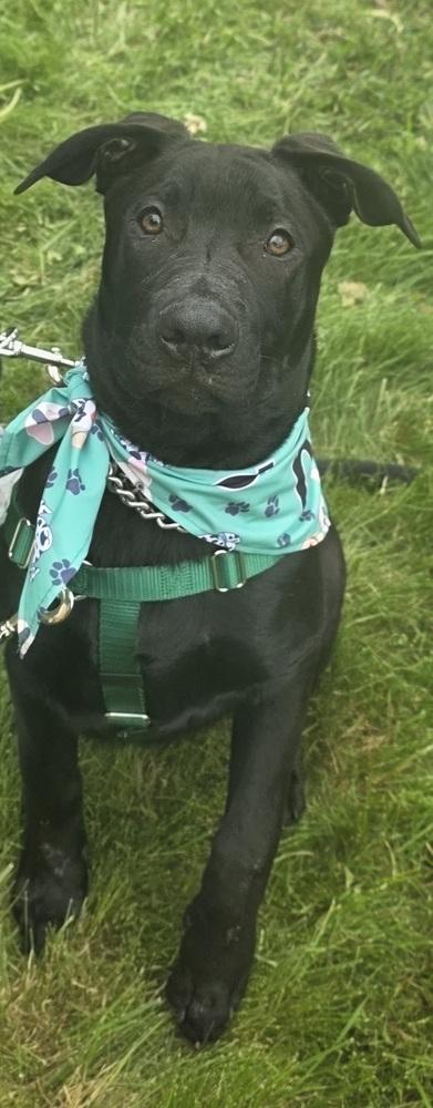 Bruce, a Adoptable mixed breed in Clinton Township, MI image 3/5