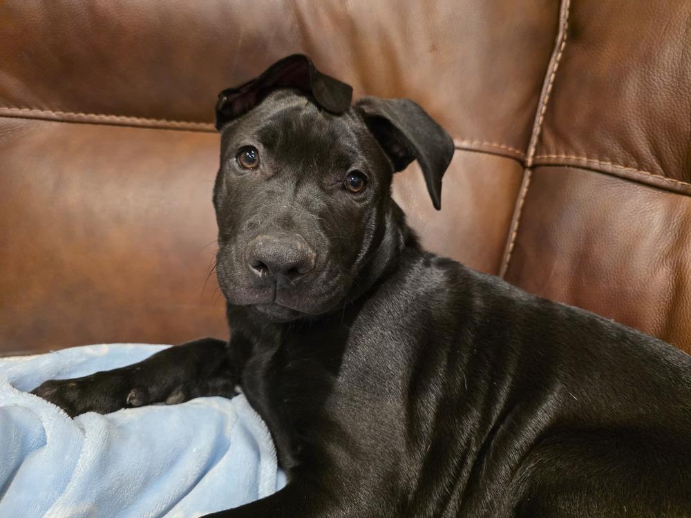 Bruce, a Adoptable mixed breed in Clinton Township, MI image 4/5