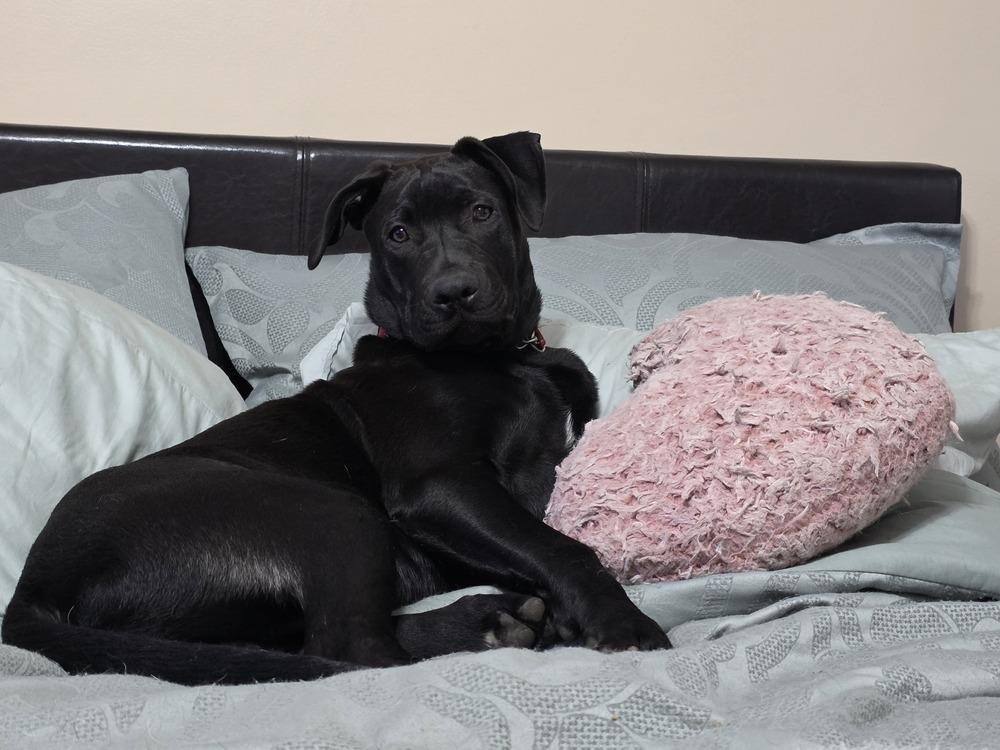 Bruce, a Adoptable mixed breed in Clinton Township, MI image 5/5