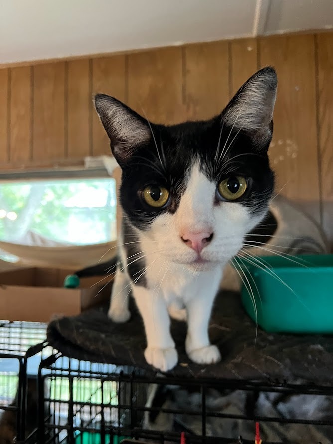 Enlarge Albert, a Adoptable American Shorthair in East Windsor, CT image 1/5