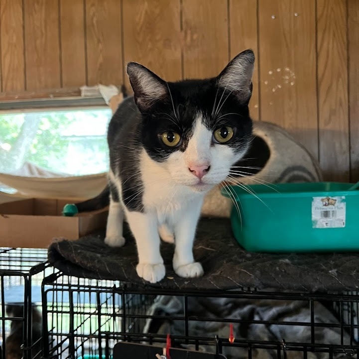 Enlarge Albert, a Adoptable American Shorthair in East Windsor, CT image 4/5