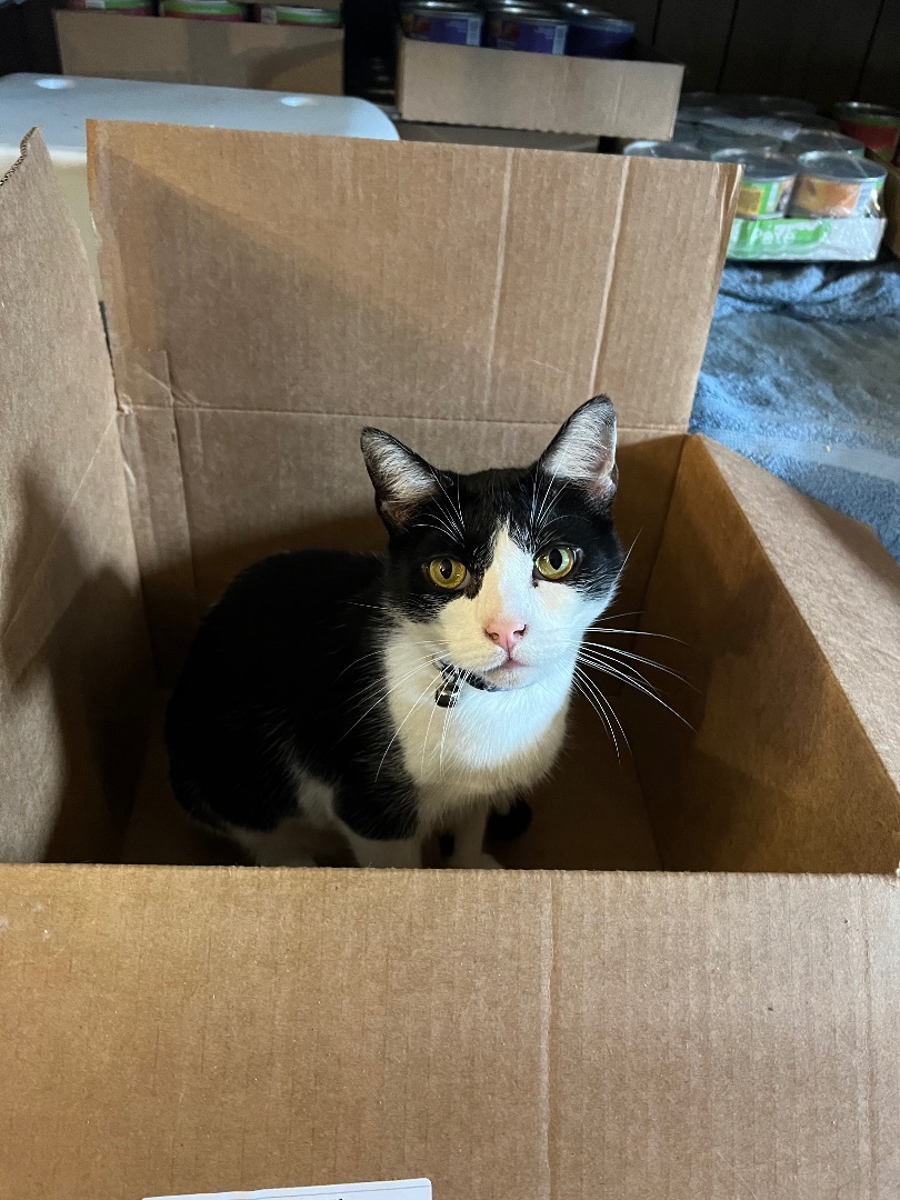 Enlarge Albert, a Adoptable American Shorthair in East Windsor, CT image 5/5