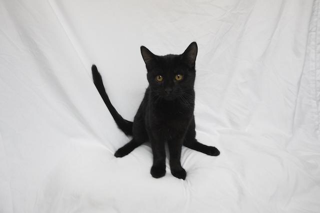 Enlarge Thanvi, a ADOPTABLE Domestic Short Hair in Denver, CO image 2/2