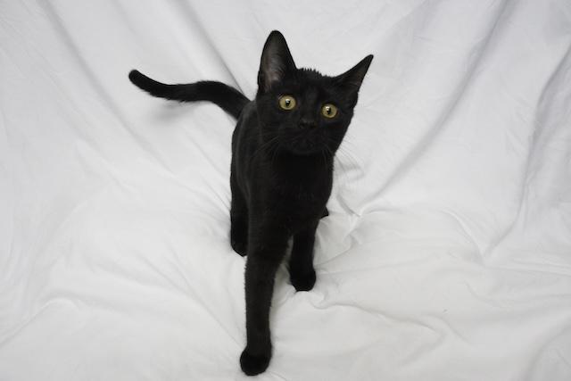 Enlarge Thanvi, a ADOPTABLE Domestic Short Hair in Denver, CO image 1/2