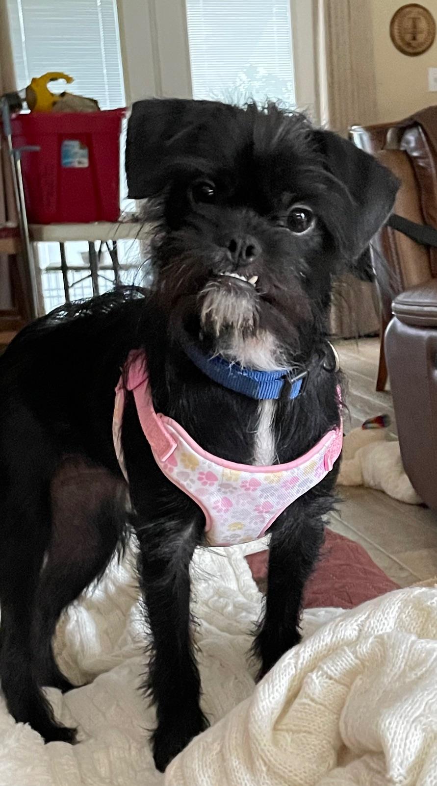 Enlarge Suzy, a Adopted mixed breed in Dallas, TX image 1/5