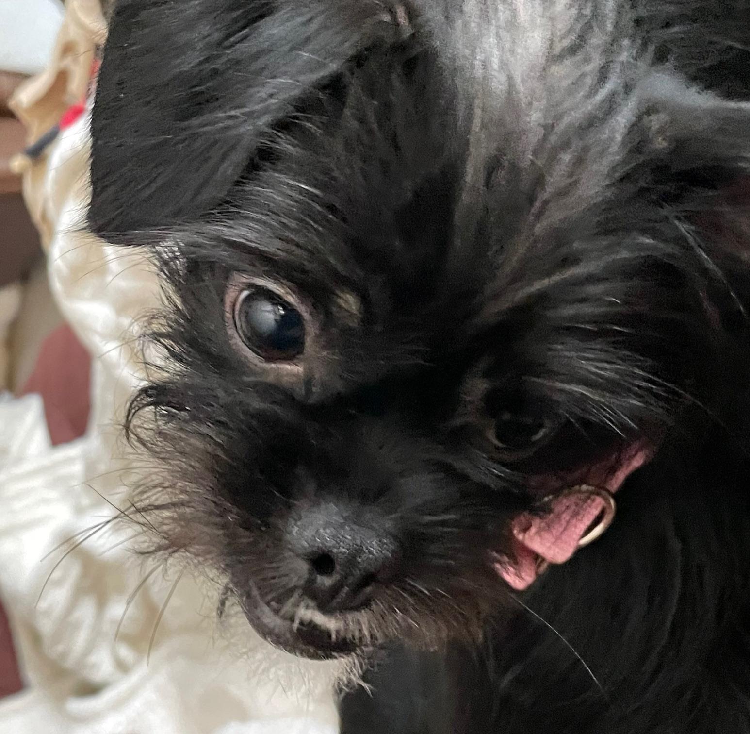 Enlarge Suzy, a Adopted mixed breed in Dallas, TX image 2/5