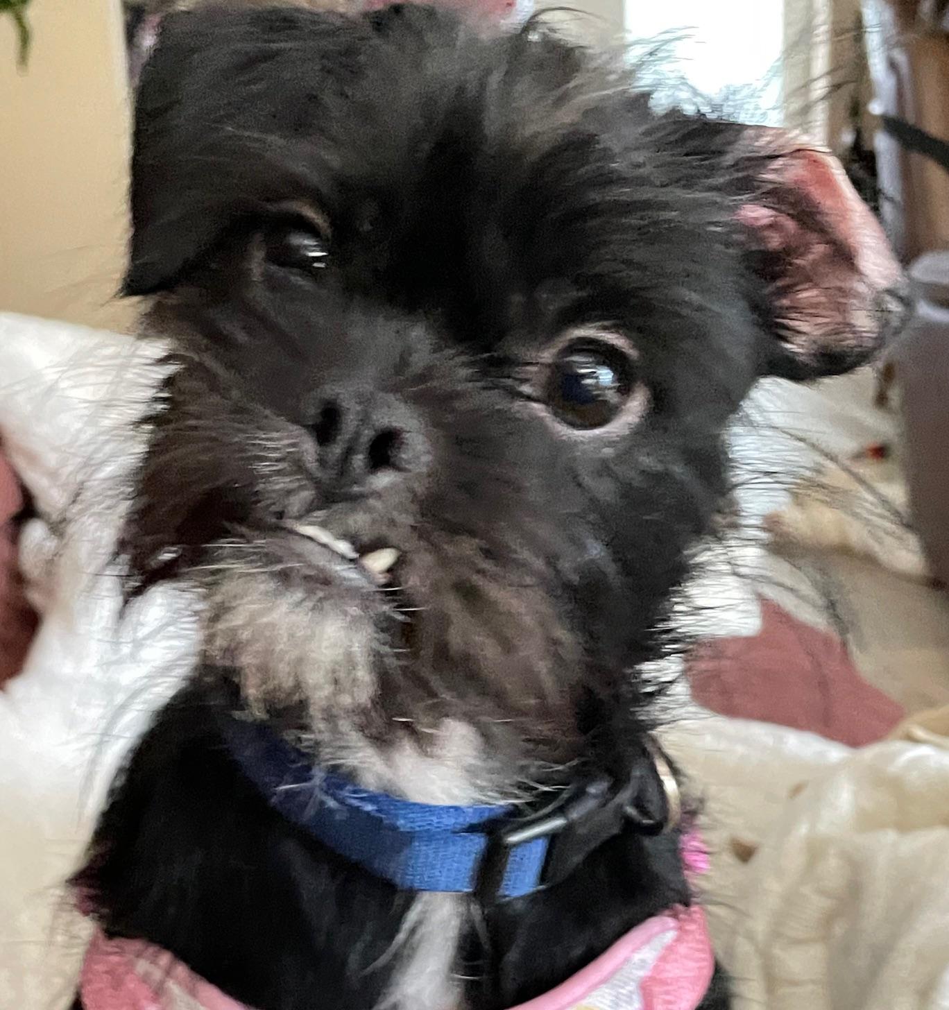 Enlarge Suzy, a Adopted mixed breed in Dallas, TX image 3/5