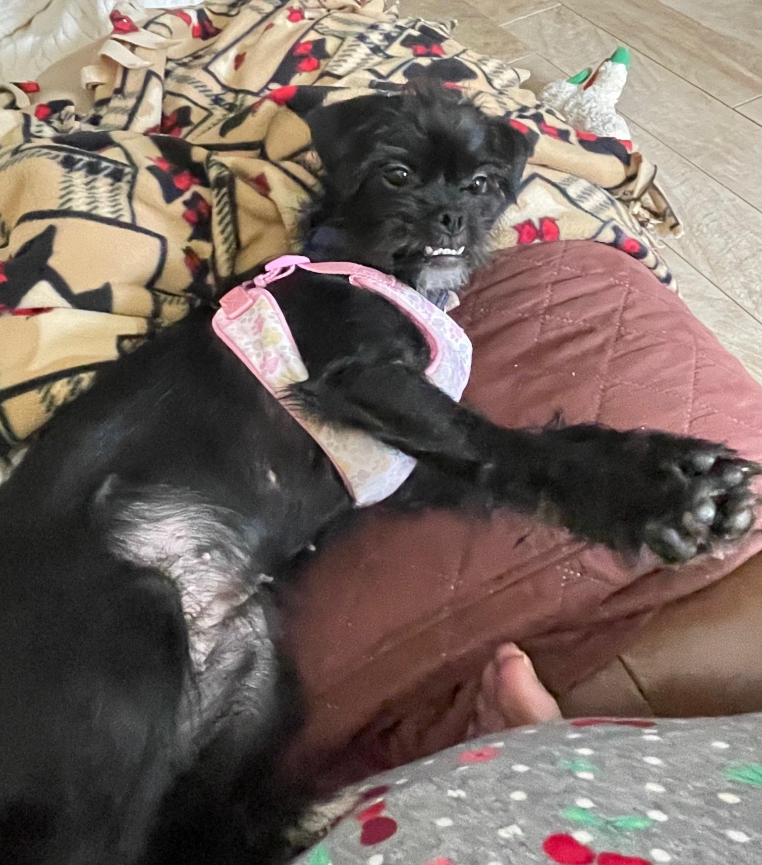 Enlarge Suzy, a Adopted mixed breed in Dallas, TX image 4/5