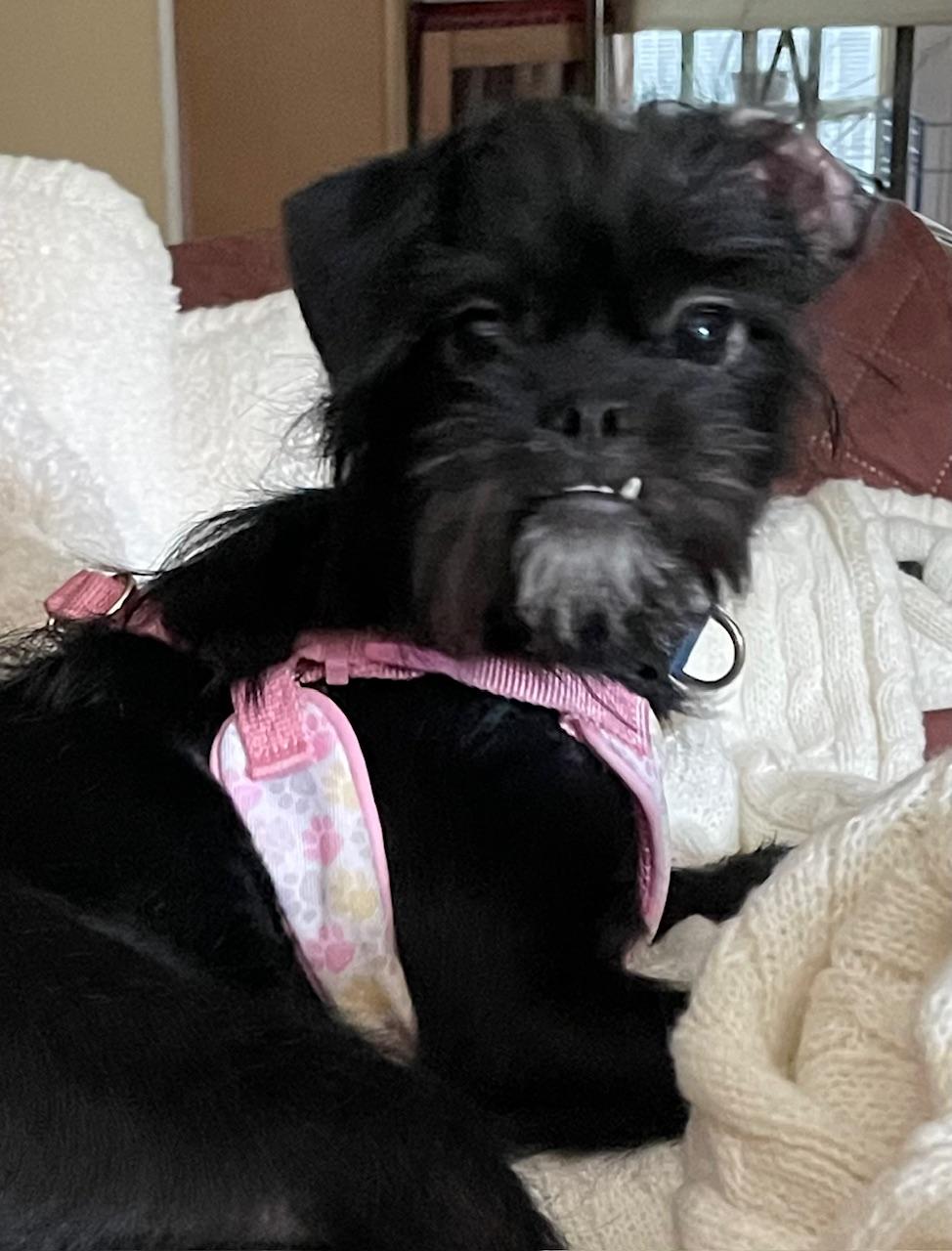 Enlarge Suzy, a Adopted mixed breed in Dallas, TX image 5/5