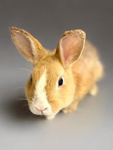 Enlarge THUMPER, a Adoptable Bunny Rabbit in Agoura, CA image 1/1
