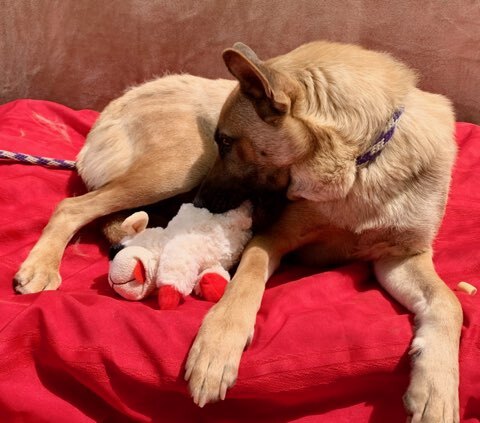 Aunt Bea, Adoptable, Adult Female German Shepherd Dog.