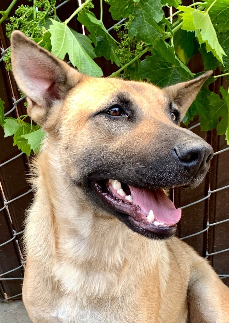 Enlarge Aunt Bea, a Adoptable German Shepherd Dog in Bakersfield, CA image 2/6