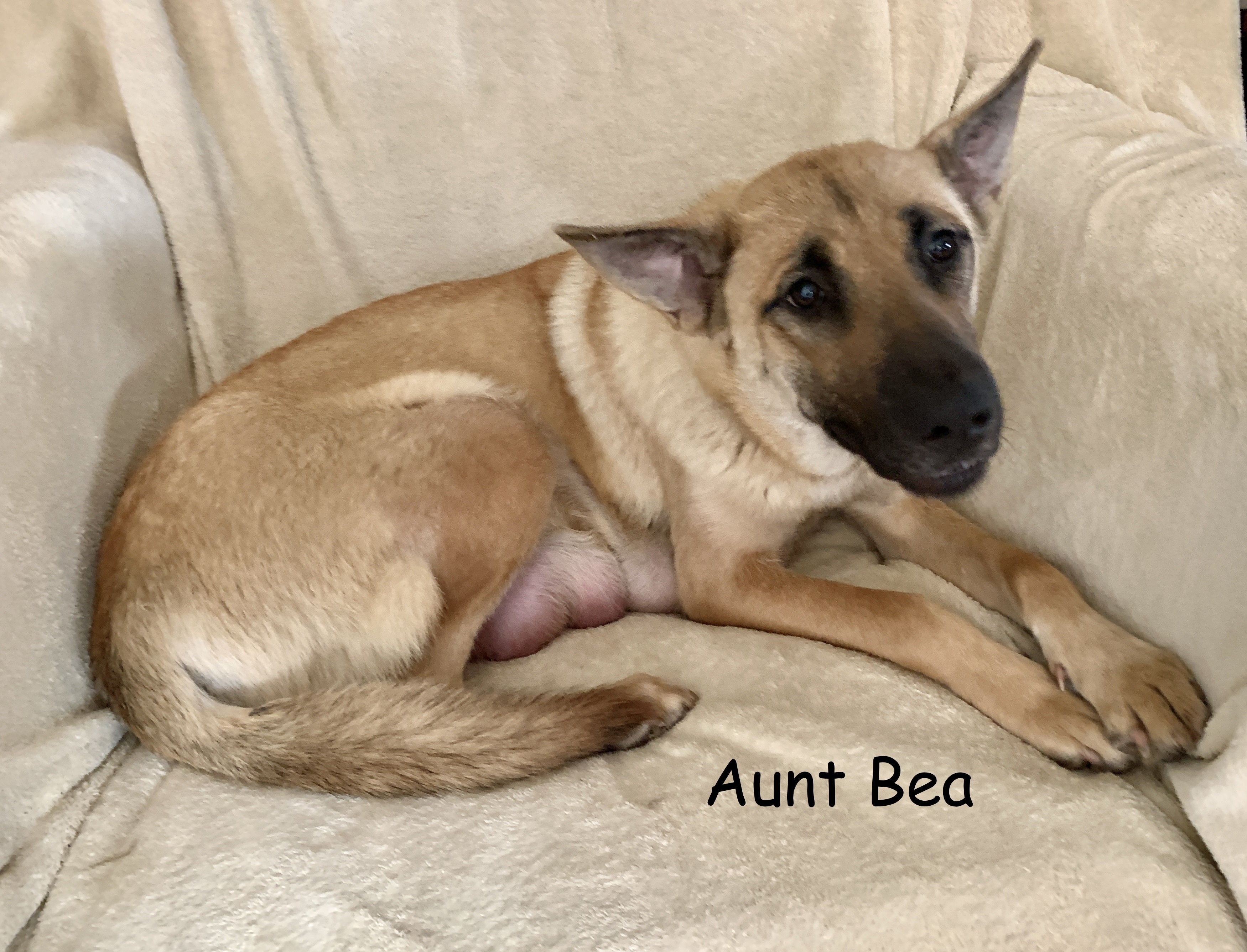 Enlarge Aunt Bea, a Adoptable German Shepherd Dog in Bakersfield, CA image 3/6