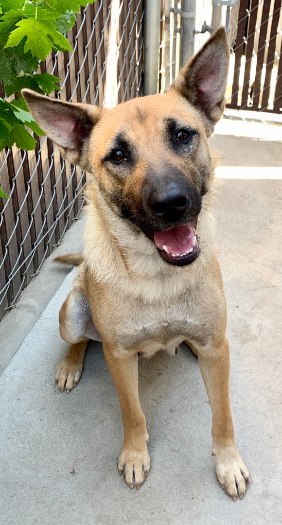 Enlarge Aunt Bea, a Adoptable German Shepherd Dog in Bakersfield, CA image 4/6