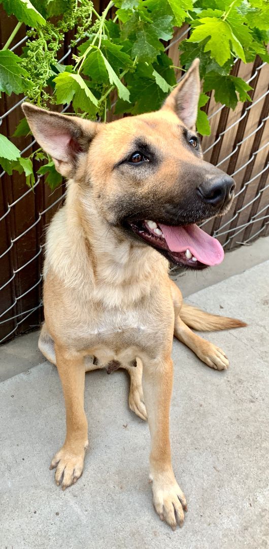 Enlarge Aunt Bea, a Adoptable German Shepherd Dog in Bakersfield, CA image 5/6