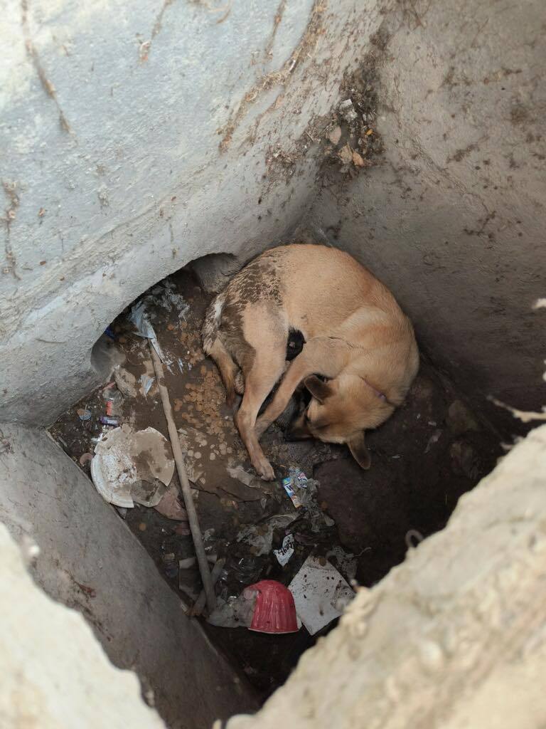 Enlarge Aunt Bea, a Adoptable German Shepherd Dog in Bakersfield, CA image 6/6