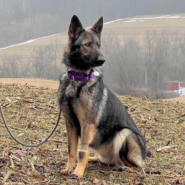 Izzy (26-102), Adoptable, Young Female German Shepherd Dog.