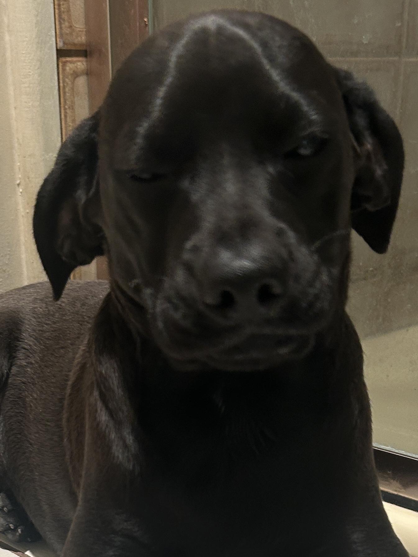 Enlarge BIGGIE, a ADOPTABLE mixed breed in El Cajon, CA image 3/6