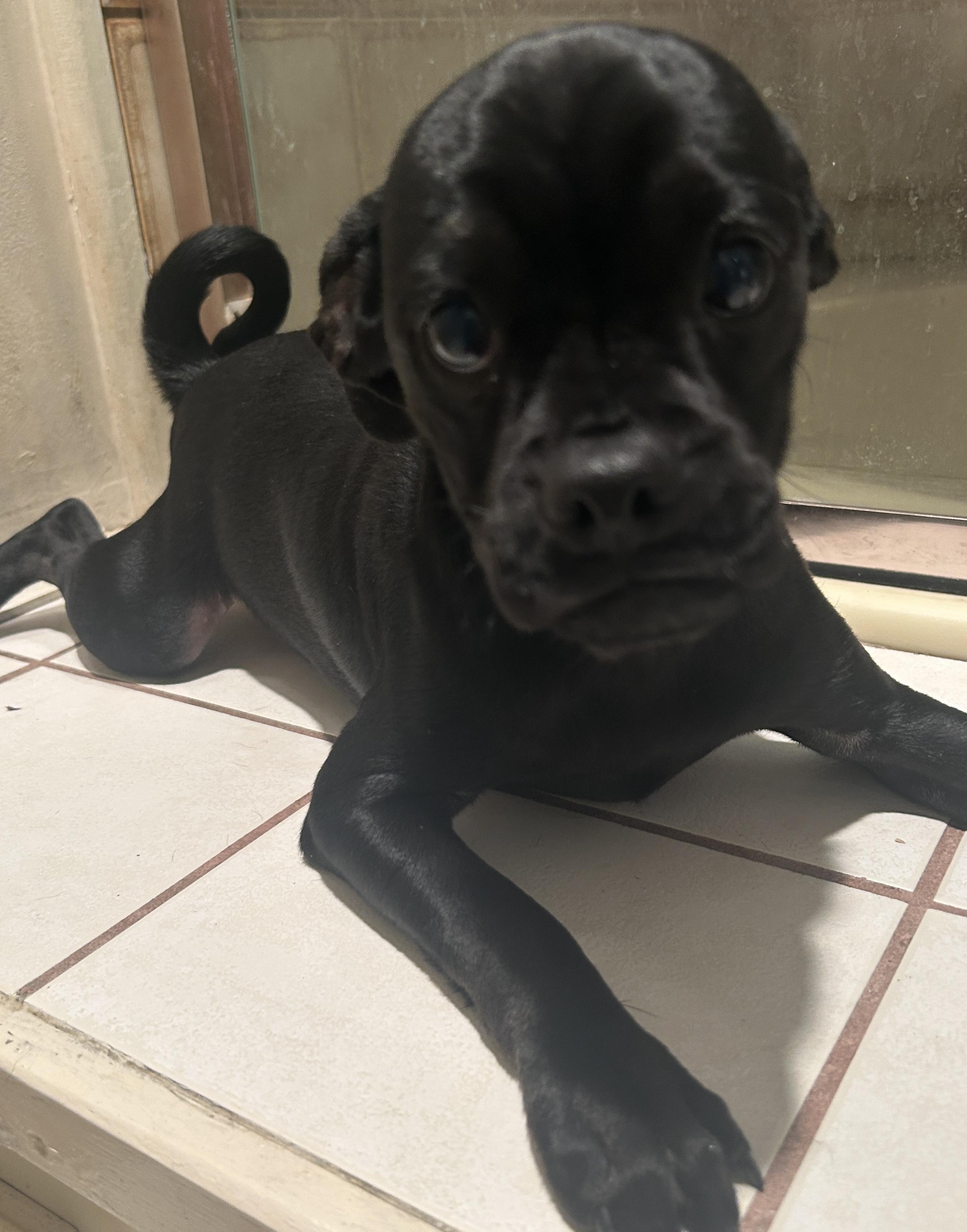 Enlarge BIGGIE, a ADOPTABLE mixed breed in El Cajon, CA image 4/6