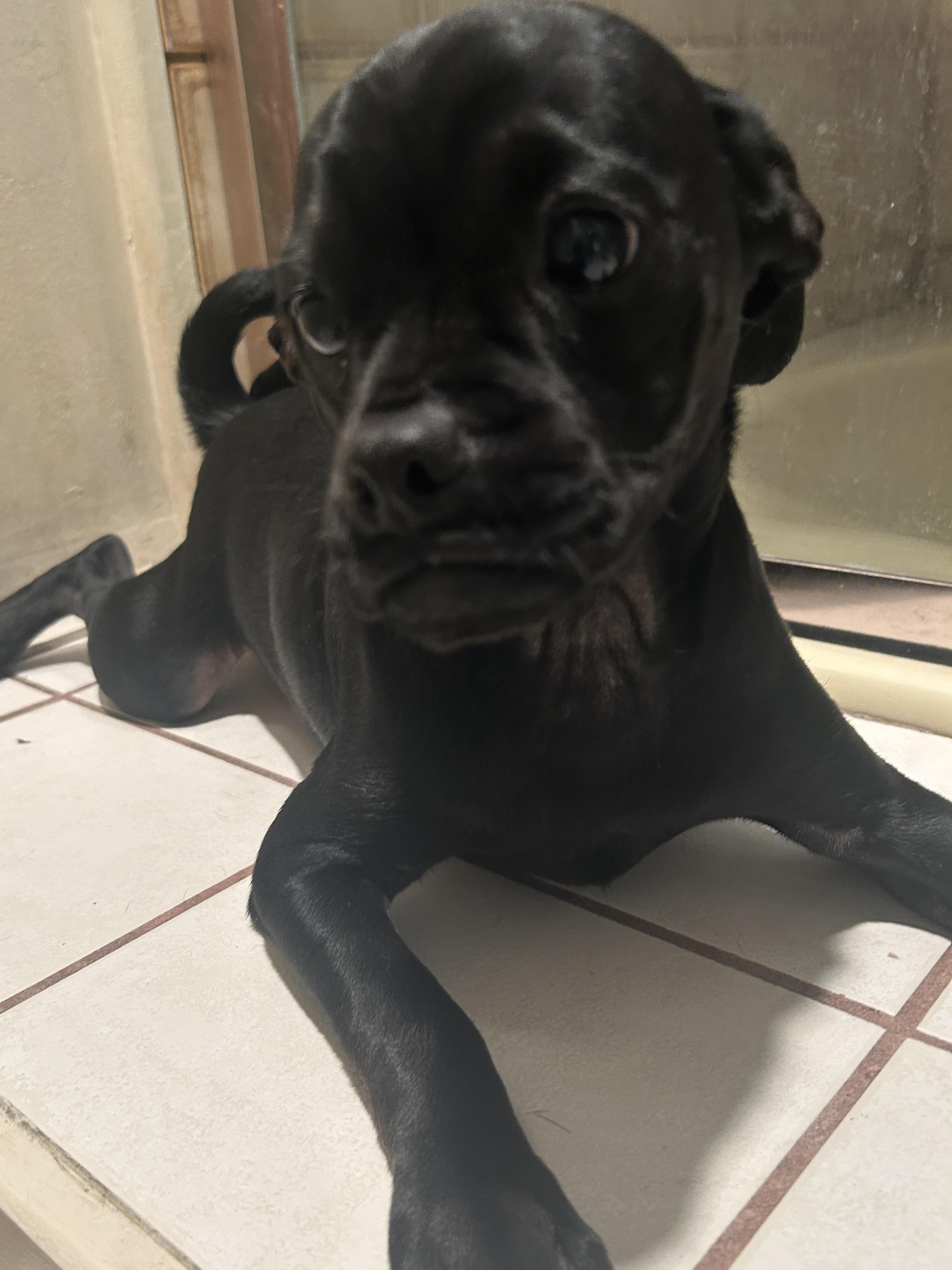 Enlarge BIGGIE, a ADOPTABLE mixed breed in El Cajon, CA image 5/6