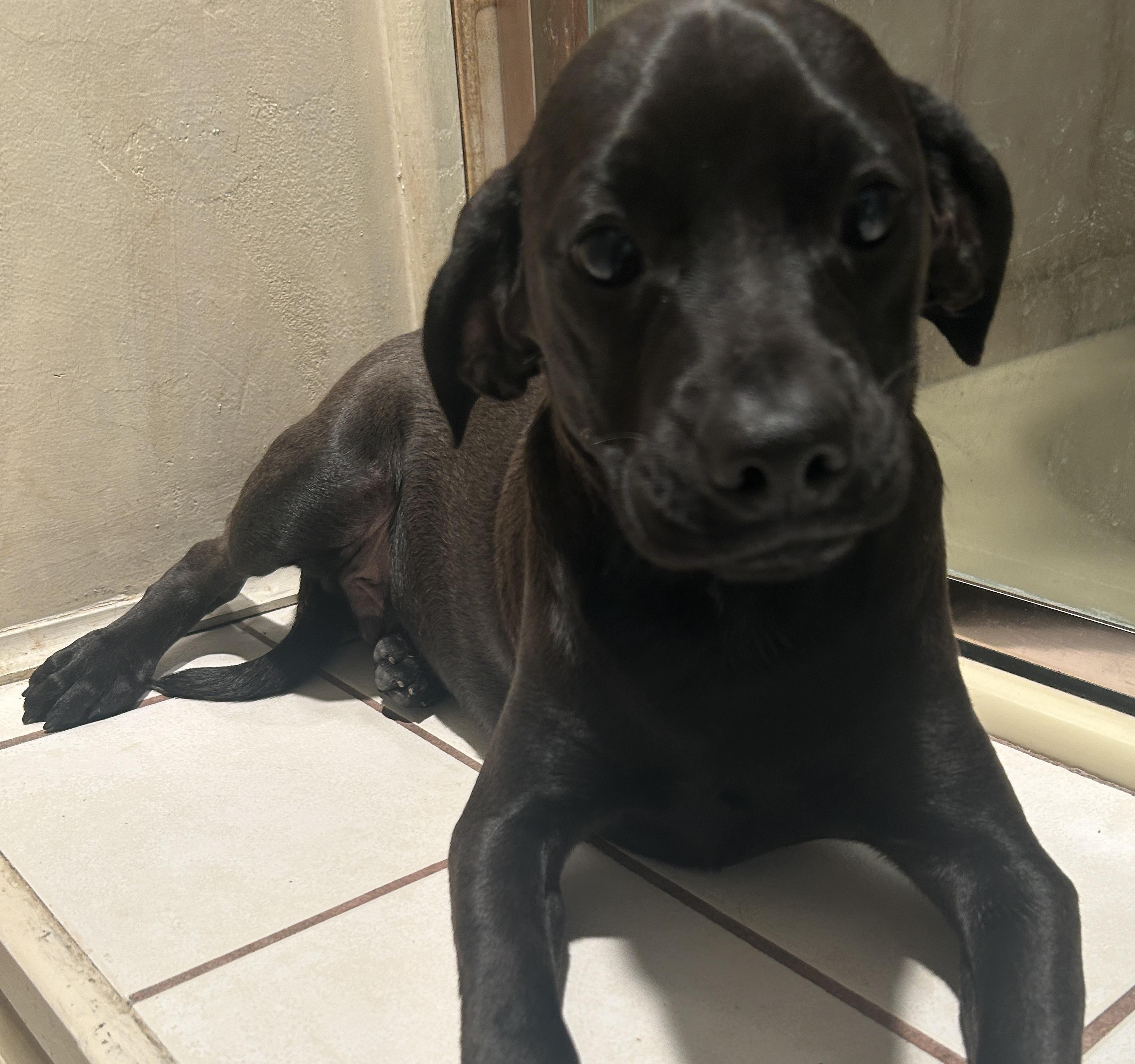 Enlarge BIGGIE, a ADOPTABLE mixed breed in El Cajon, CA image 1/6