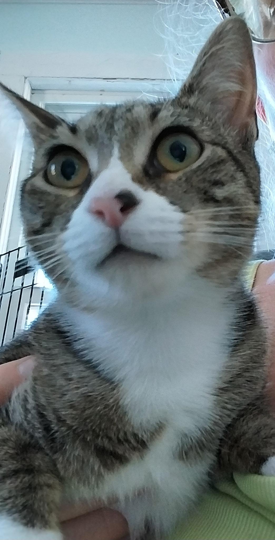 Enlarge Nina, a ADOPTABLE Domestic Short Hair in Peekskill, NY image 1/1