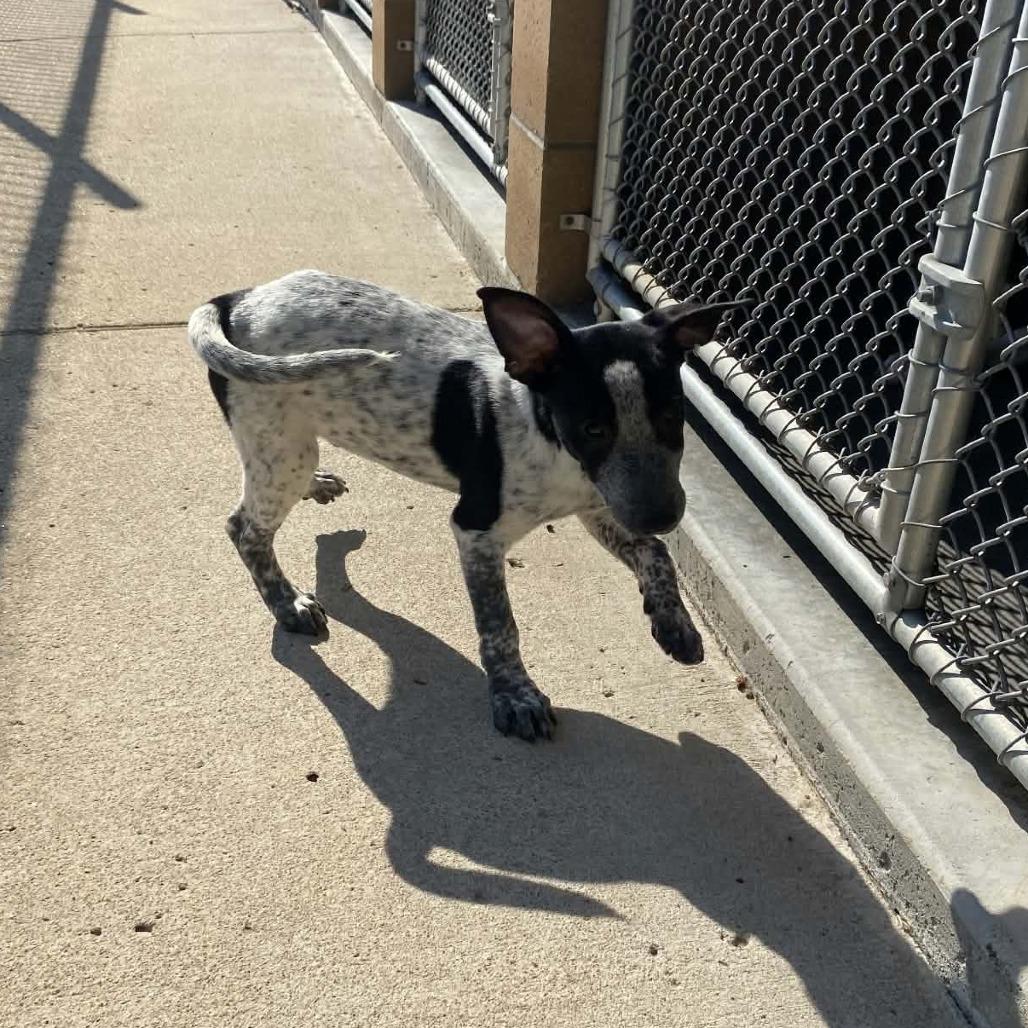 Ernie, Adoptable, Puppy Male Australian Cattle Dog / Blue Heeler.