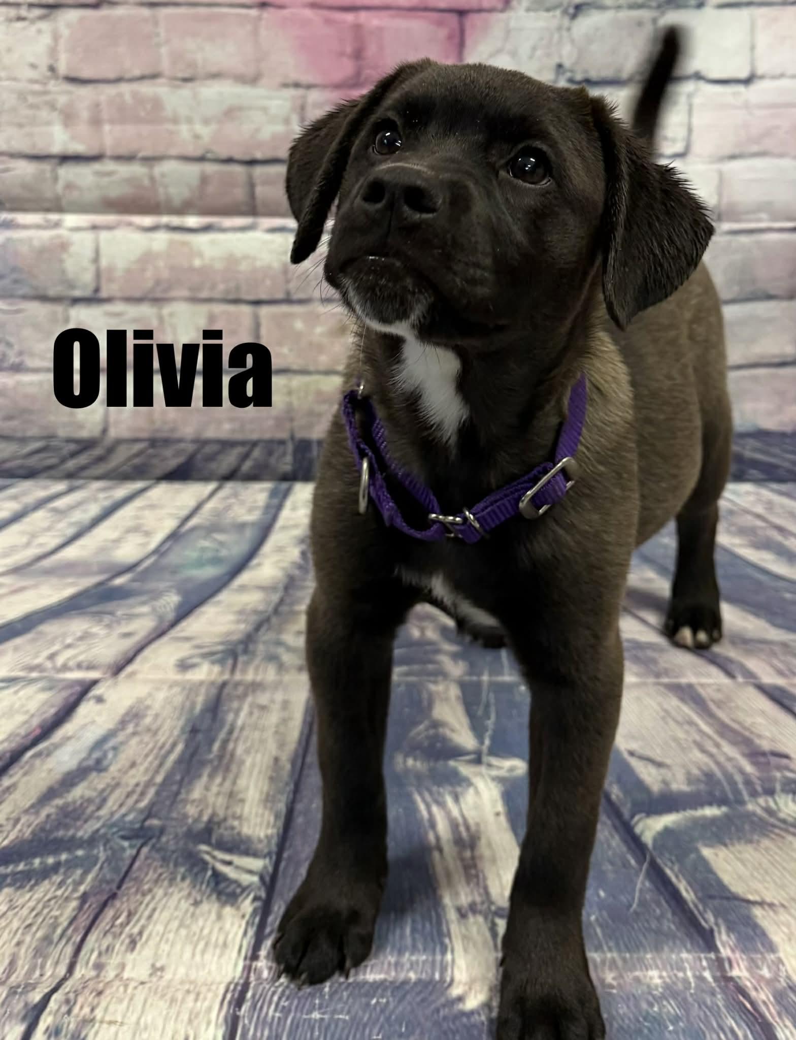 Enlarge Olivia, a ADOPTABLE mixed breed in Quincy, MI image 3/5