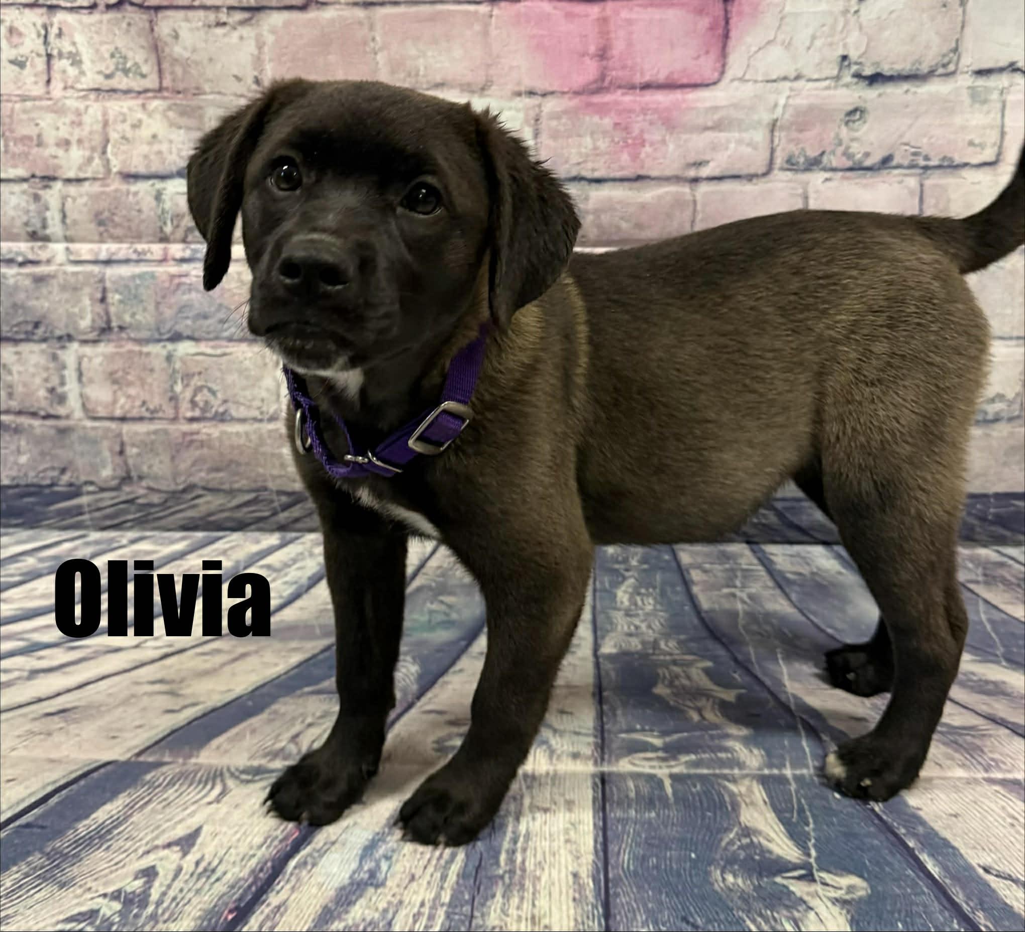 Enlarge Olivia, a ADOPTABLE mixed breed in Quincy, MI image 4/5