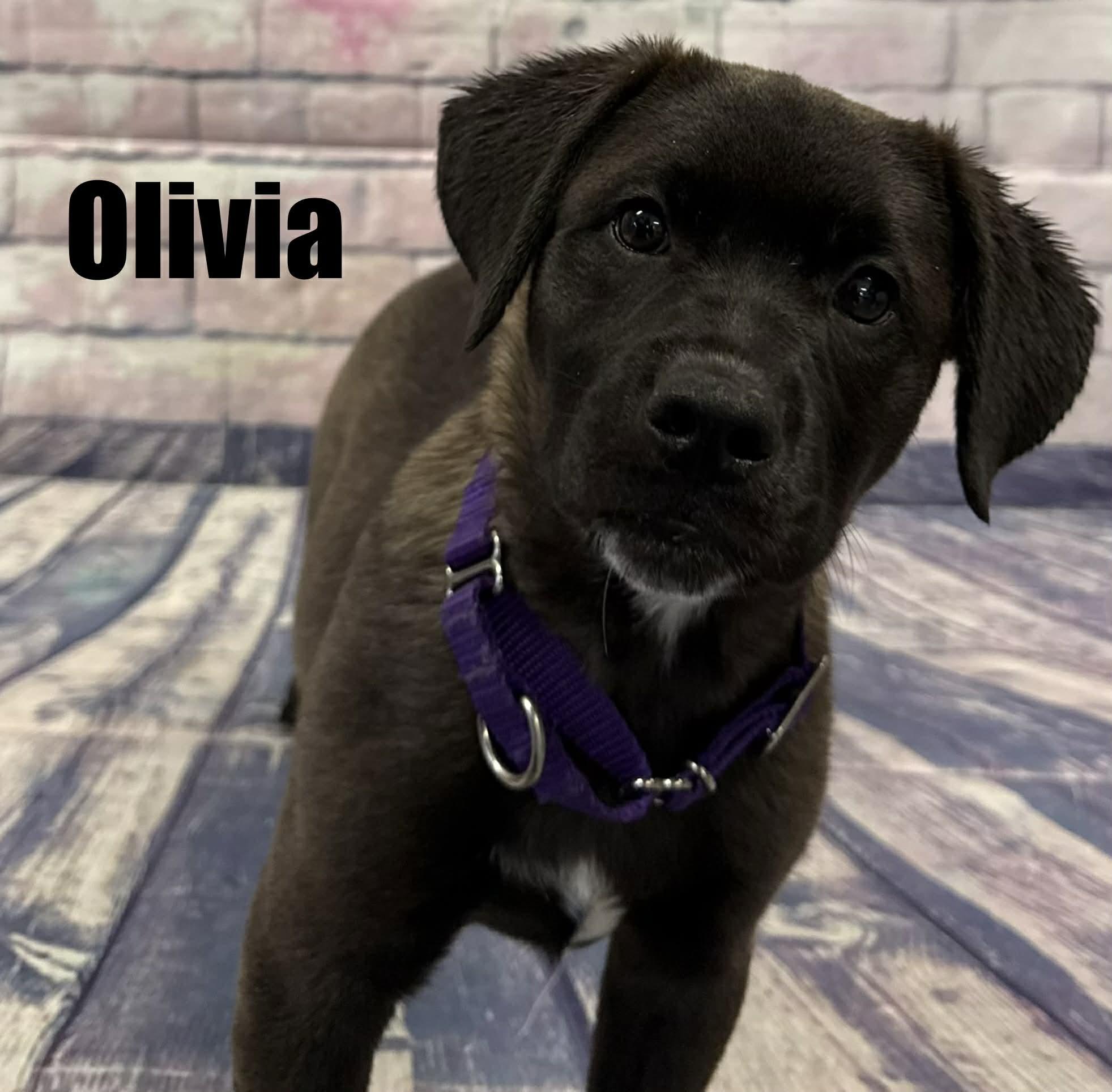 Olivia, ADOPTABLE, Puppy Female Labrador Retriever & Boxer.