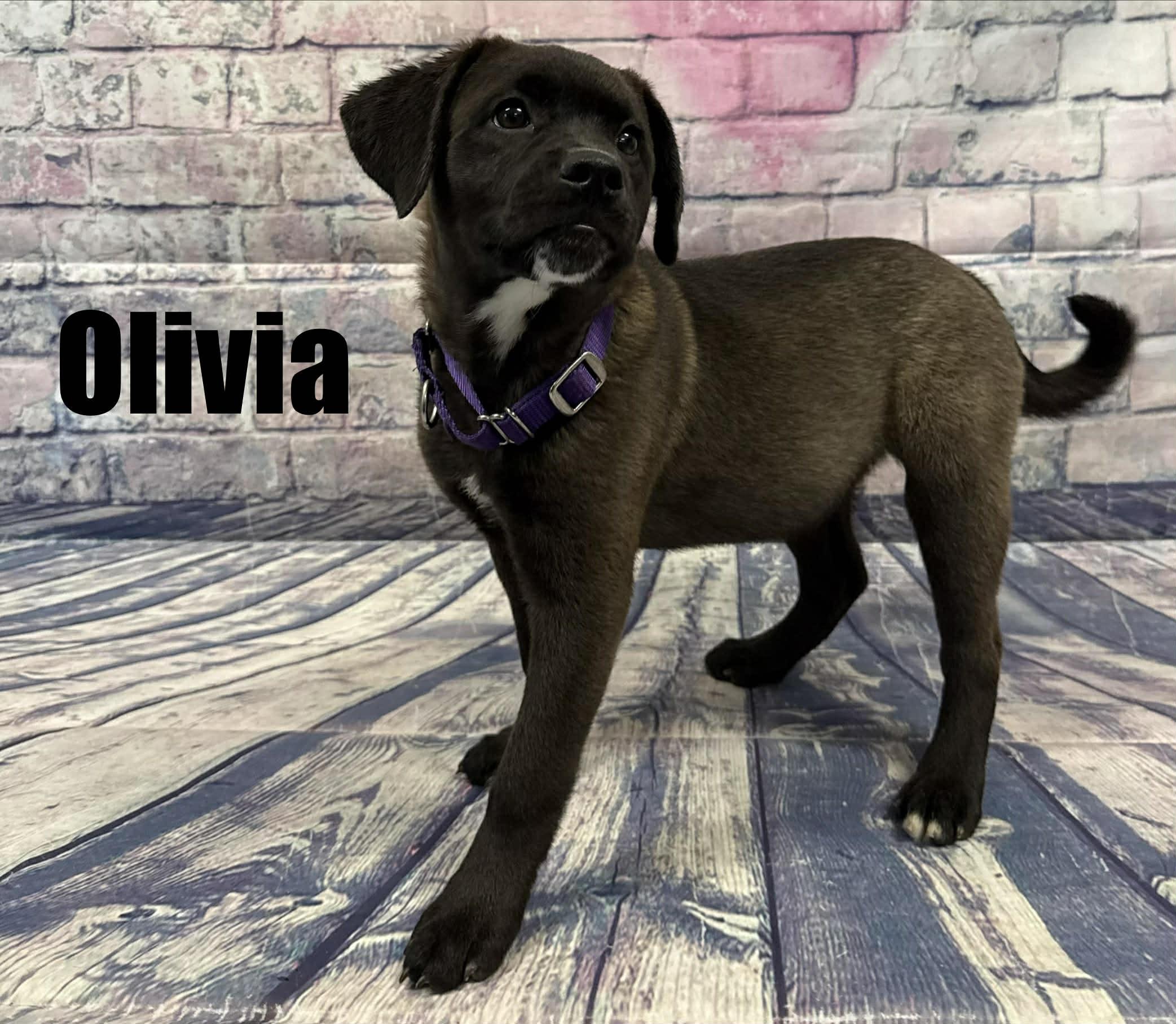 Enlarge Olivia, a ADOPTABLE mixed breed in Quincy, MI image 2/5