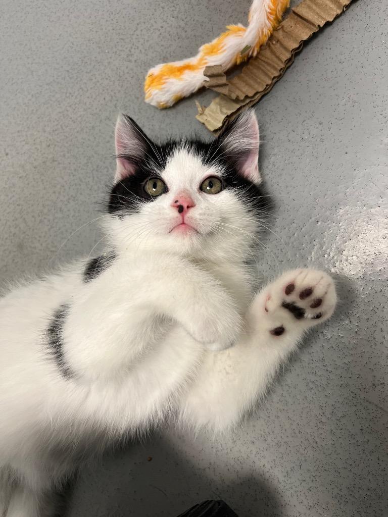 Todd, Adopted, Kitten Male Domestic Short Hair.