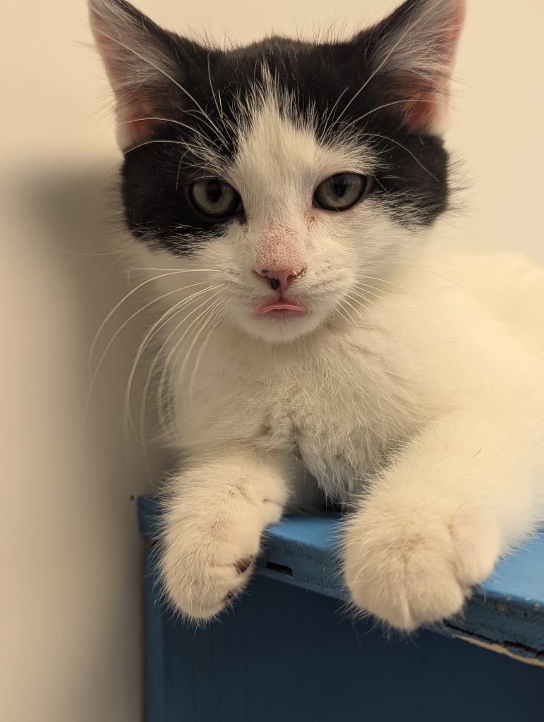 Enlarge Todd, a Adopted mixed breed in Barron, WI image 2/6