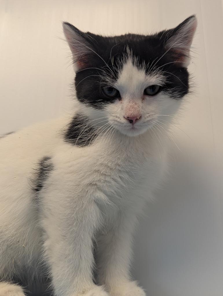 Enlarge Todd, a Adopted mixed breed in Barron, WI image 3/6