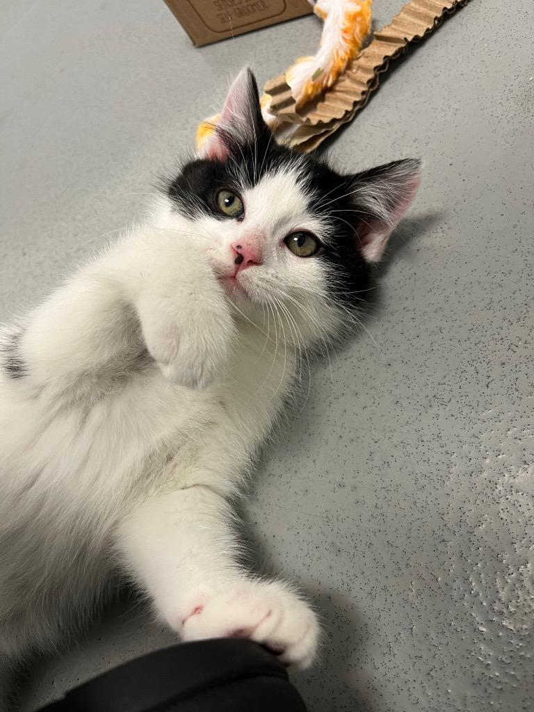 Enlarge Todd, a Adopted mixed breed in Barron, WI image 4/6