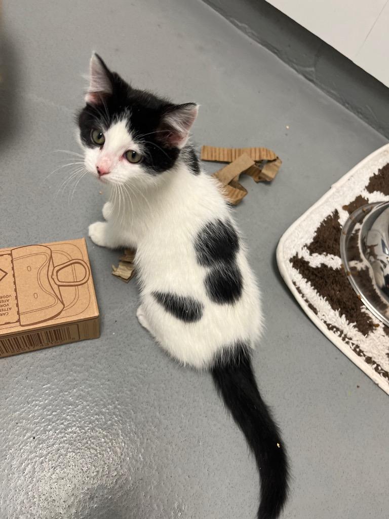 Enlarge Todd, a Adopted mixed breed in Barron, WI image 6/6