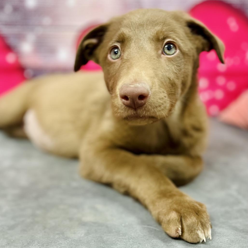 Enlarge Twix, a Adoptable mixed breed in Lebanon, MO image 1/3