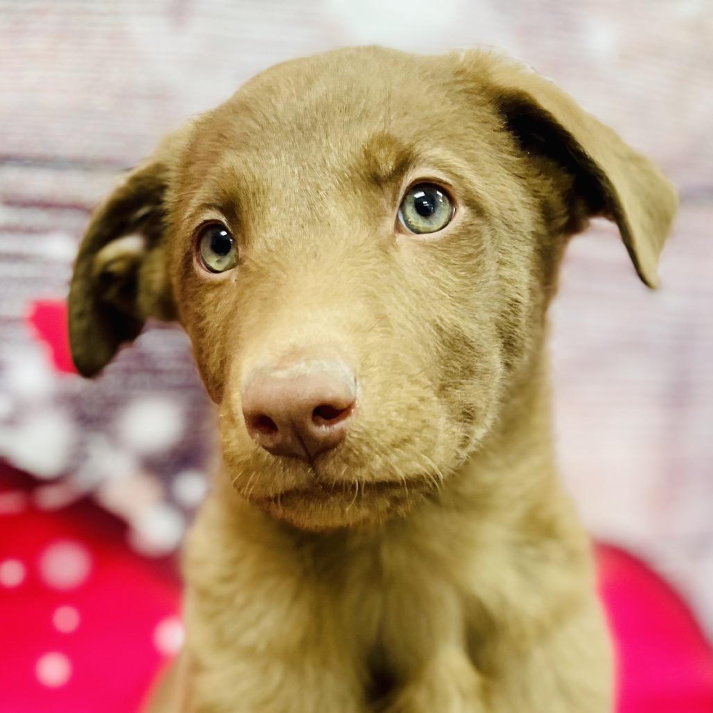 Enlarge Twix, a Adoptable mixed breed in Lebanon, MO image 2/3