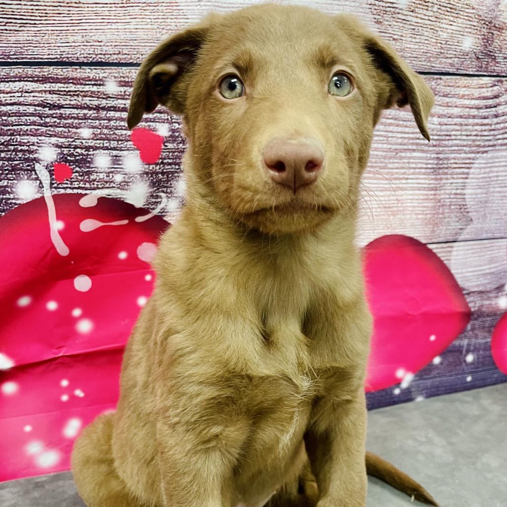 Enlarge Twix, a Adoptable mixed breed in Lebanon, MO image 3/3