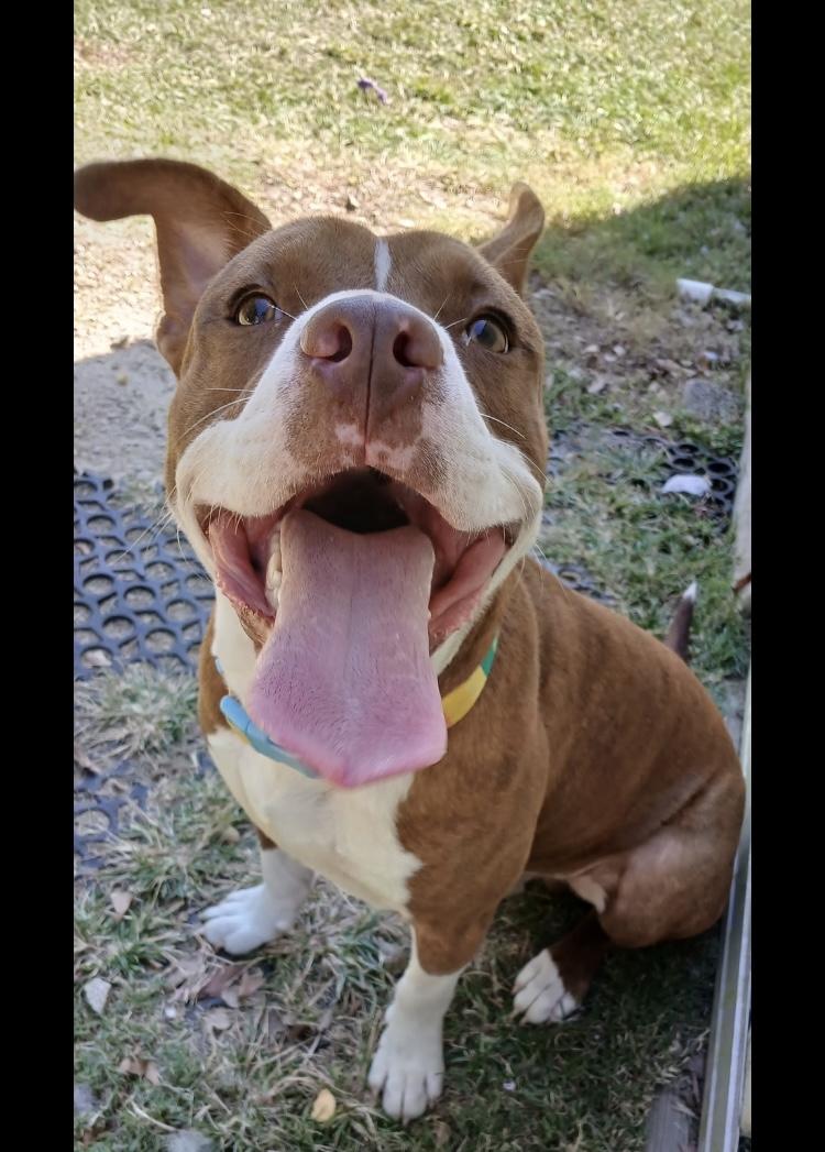 Enlarge Jinu- No Fee, Fully Vetted, a Adoptable mixed breed in North Augusta, SC image 1/2