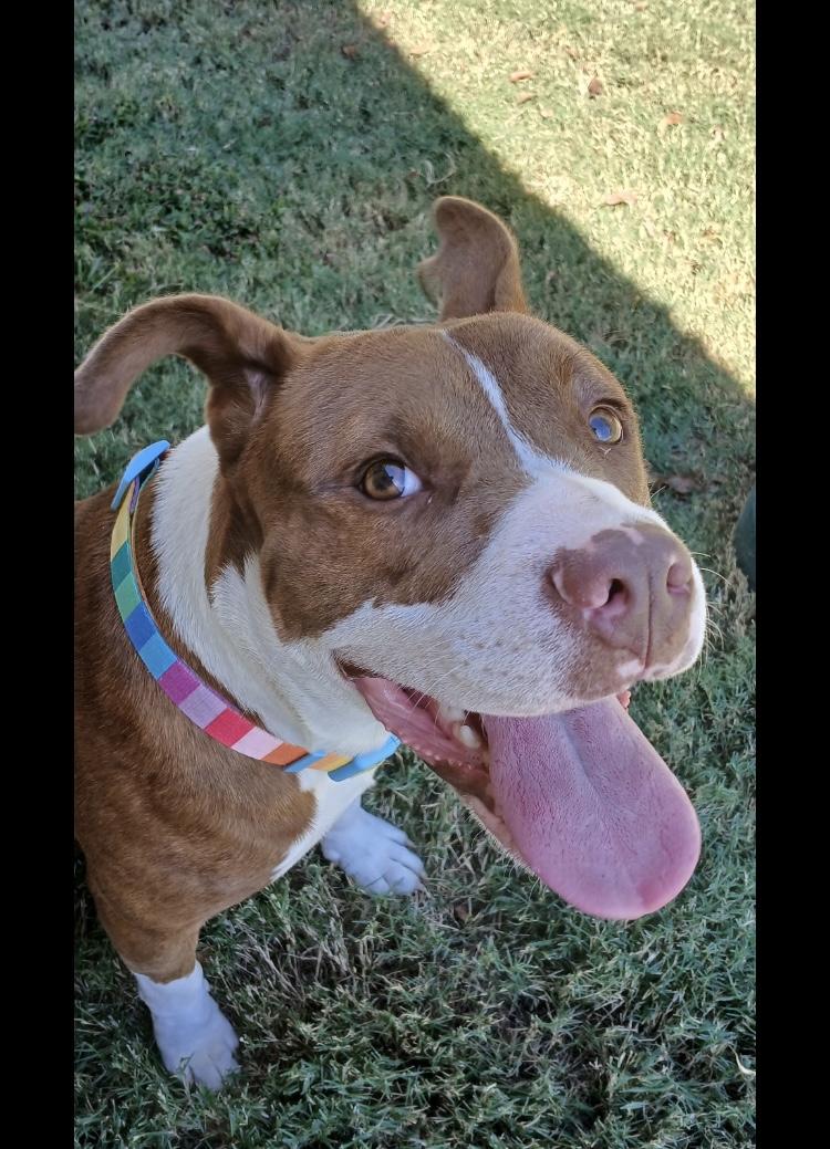 Enlarge Jinu- No Fee, Fully Vetted, a Adoptable mixed breed in North Augusta, SC image 2/2