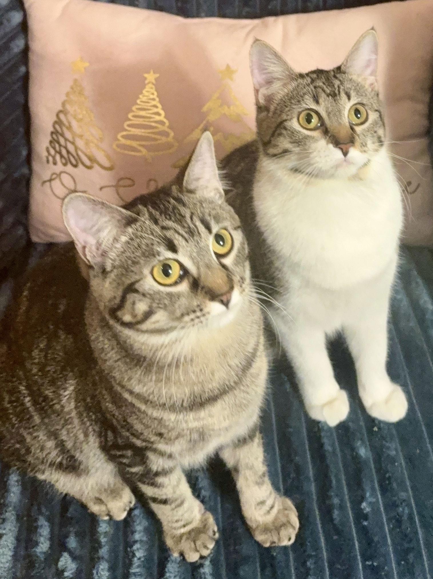 Honey and Bee, Adoptable, Young Female Domestic Short Hair.