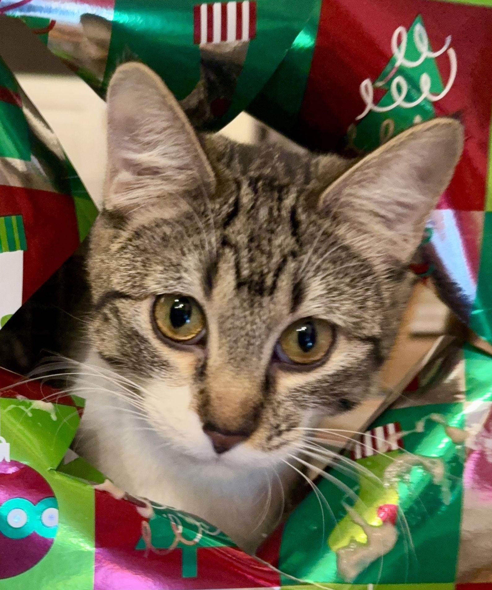 Honey and Bee, a Adoptable Domestic Short Hair in Shawnee, KS image 2/3