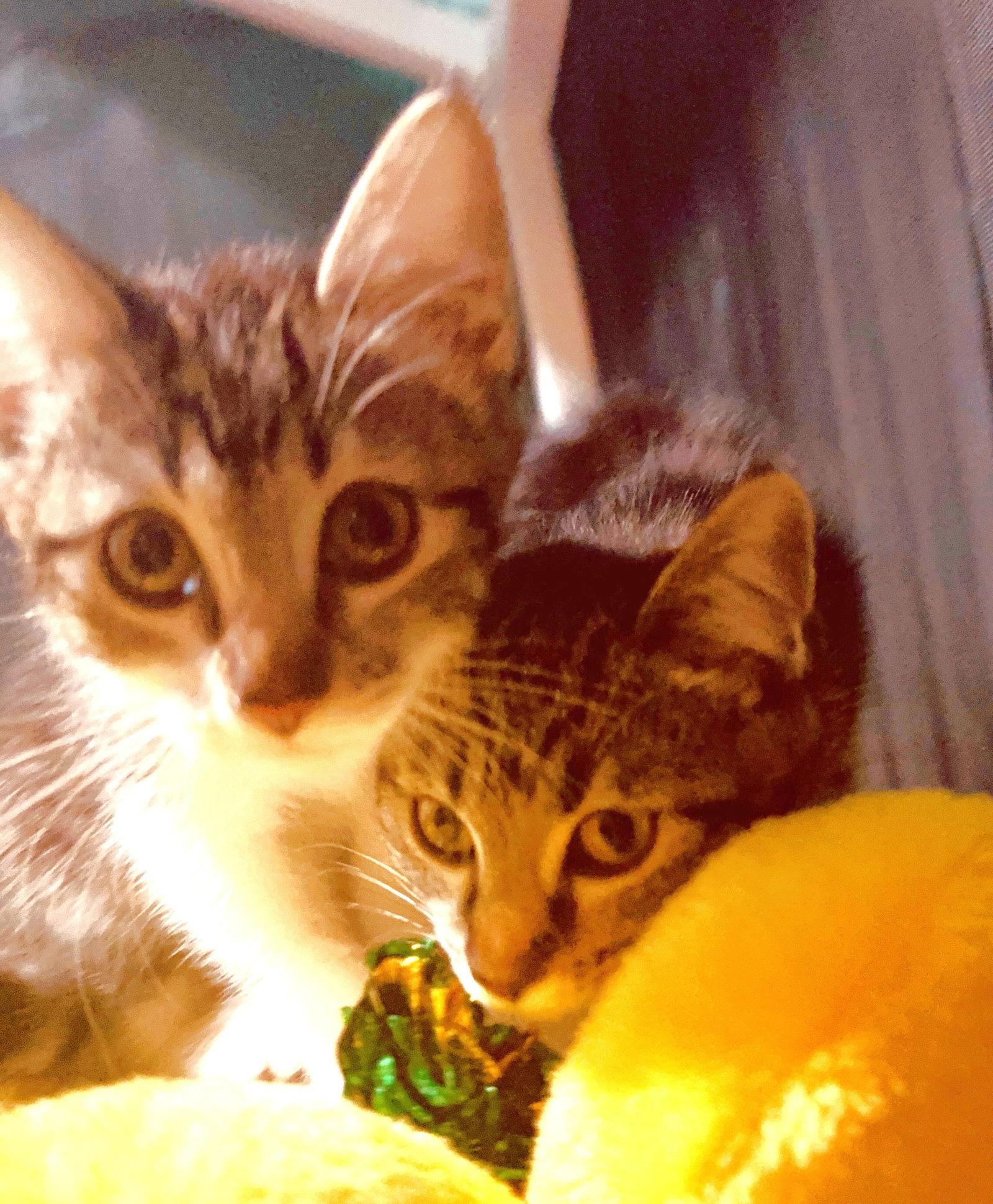 Honey and Bee, a Adoptable Domestic Short Hair in Shawnee, KS image 1/3