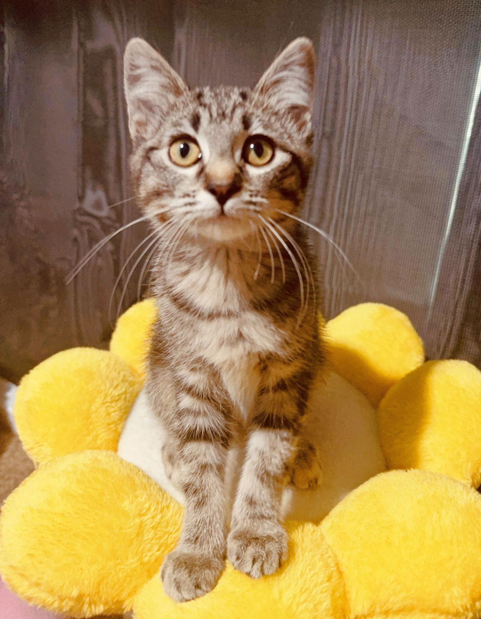 Honey and Bee, a Adoptable Domestic Short Hair in Shawnee, KS image 2/3