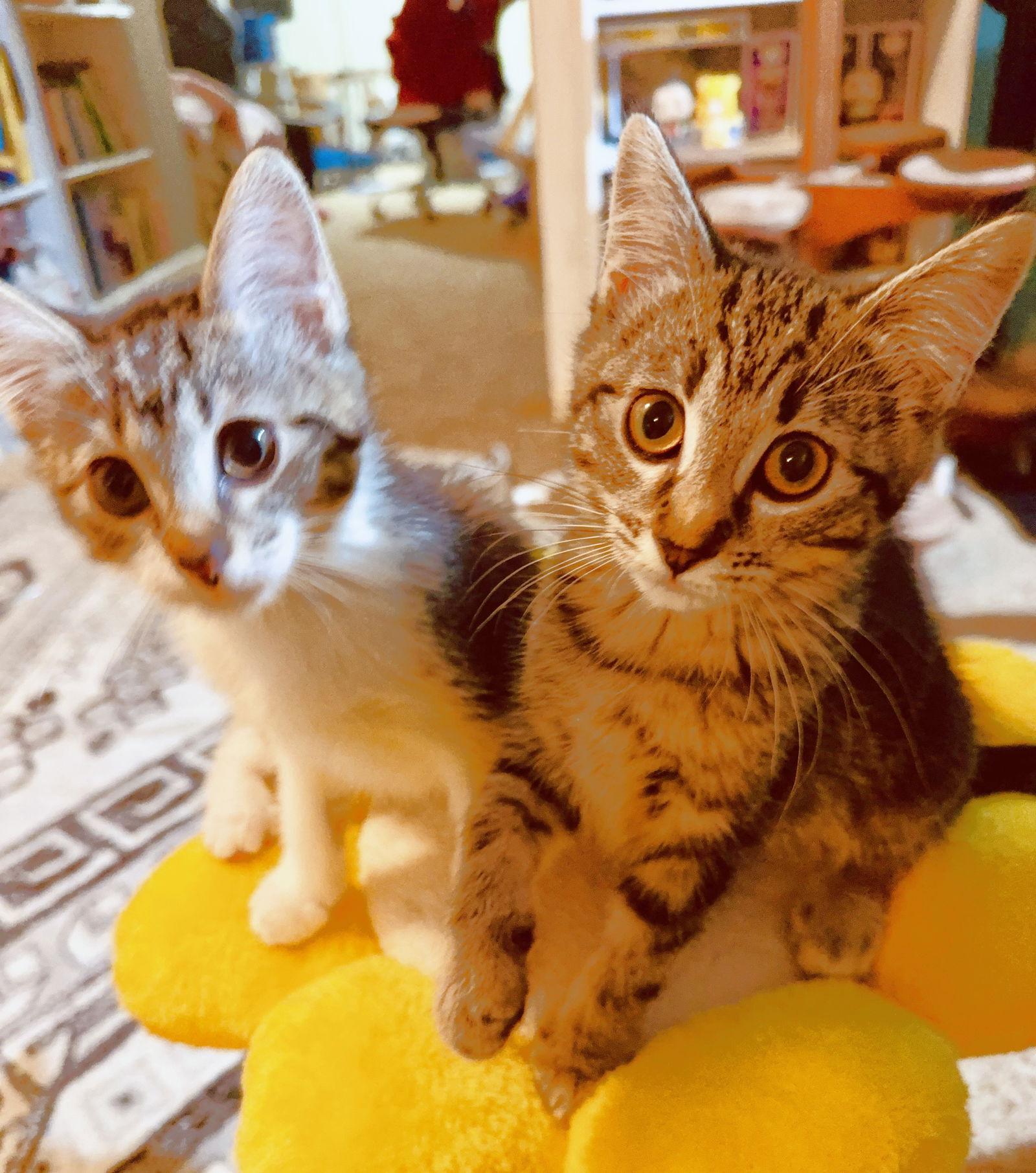 Honey and Bee, a Adoptable Domestic Short Hair in Shawnee, KS image 3/3