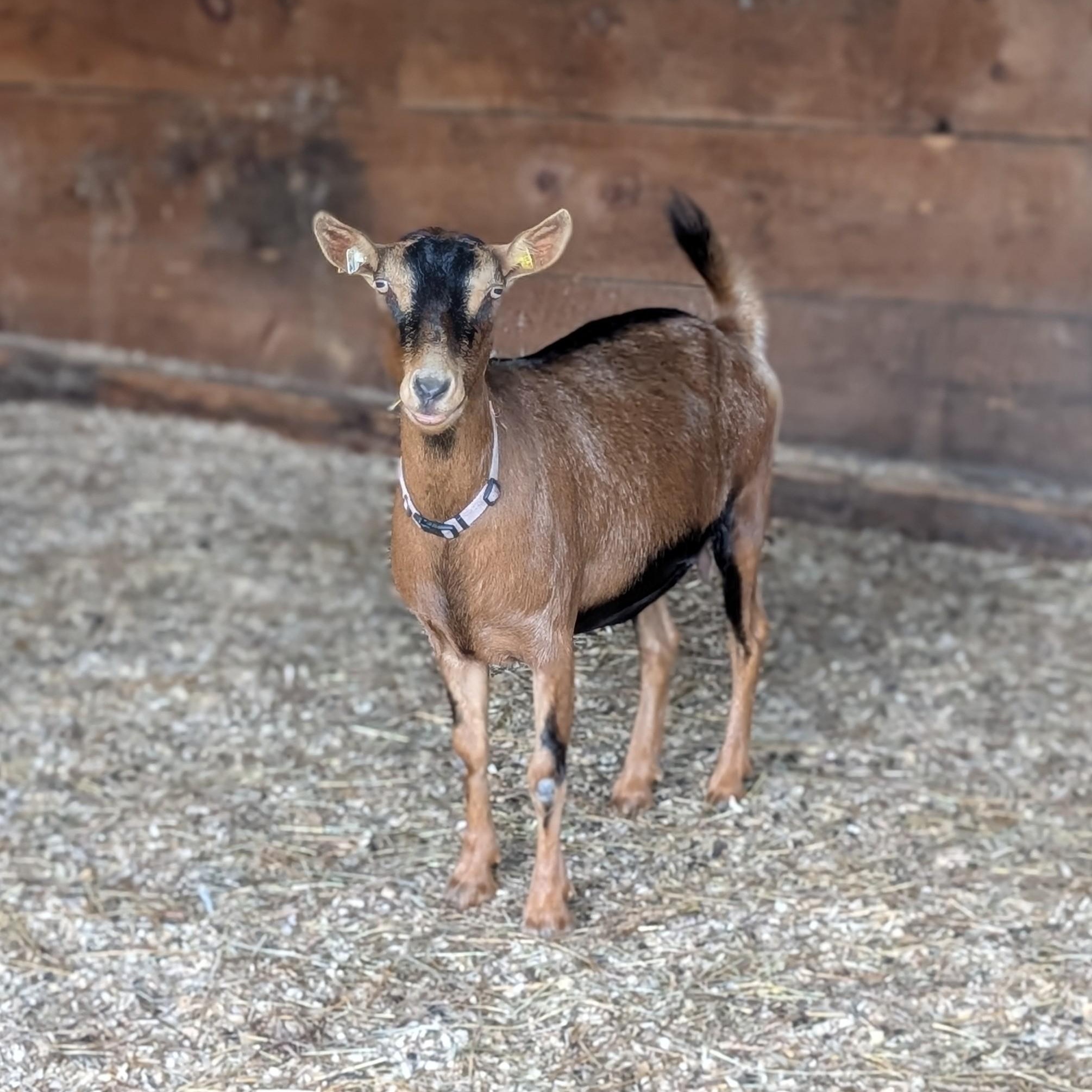 Lavinia, ADOPTABLE, Adult Female Goat.